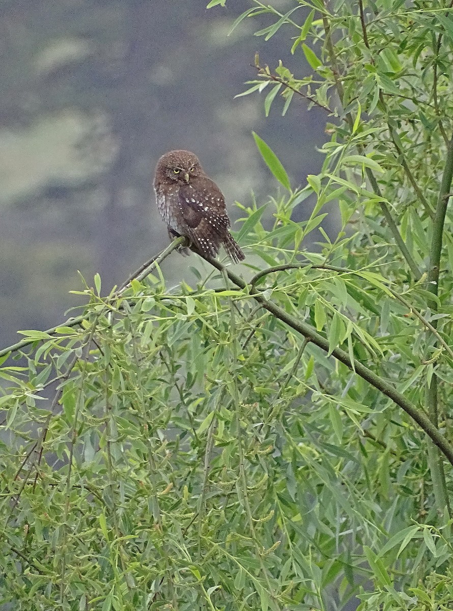 Austral Pygmy-Owl - Jens Thalund