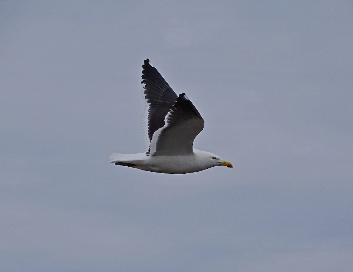 Kelp Gull (dominicanus) - ML205532491
