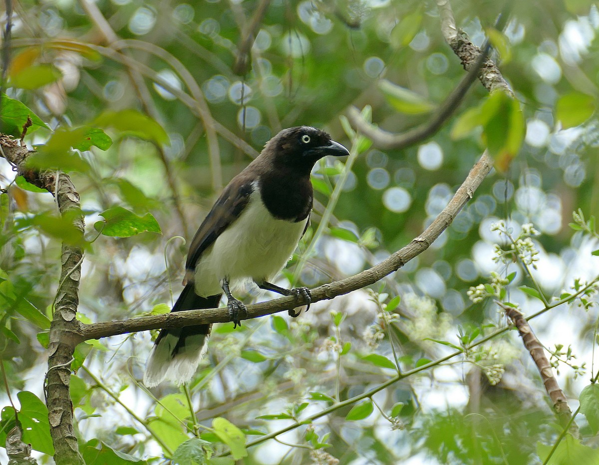 Black-chested Jay - Jens Thalund