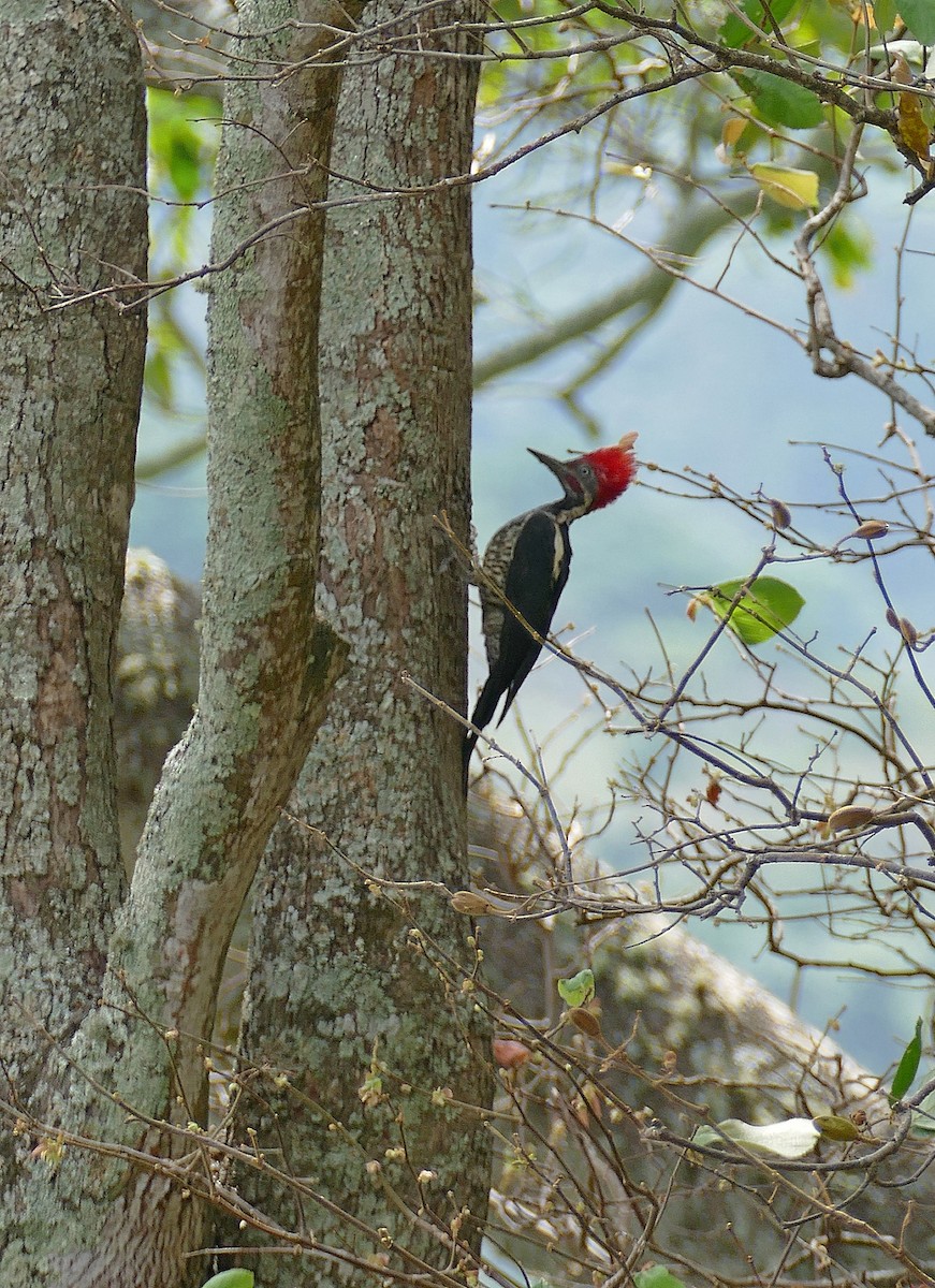 Lineated Woodpecker (Lineated) - Jens Thalund