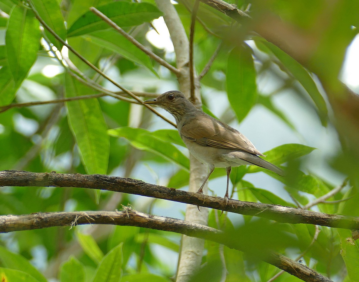 Pale-breasted Thrush - ML205532901