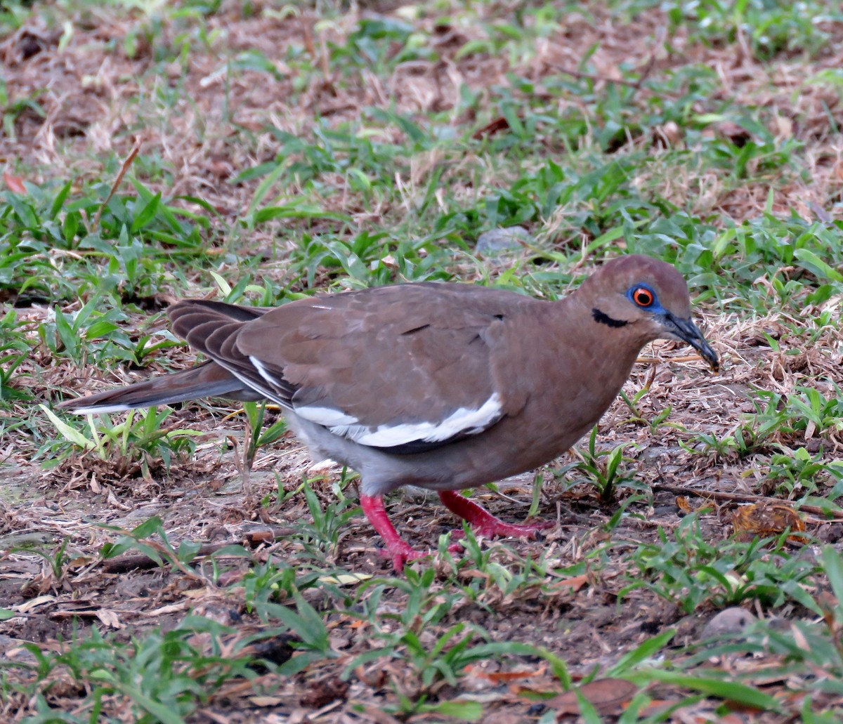 White-winged Dove - Gustavo A. Rodriguez