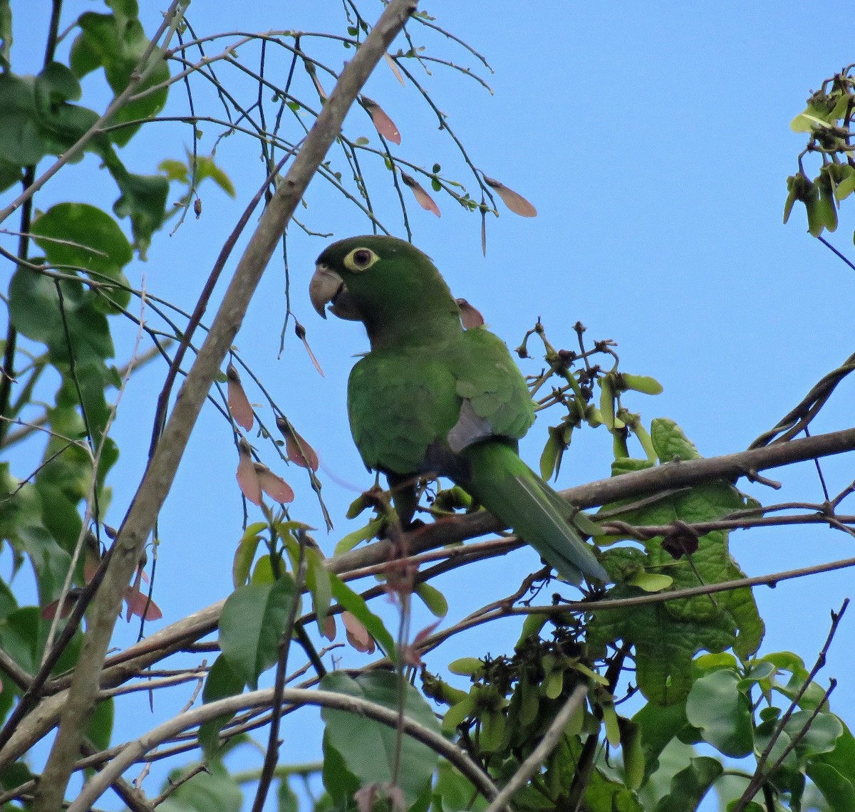 Olive-throated Parakeet (Jamaican) - Gustavo A. Rodriguez