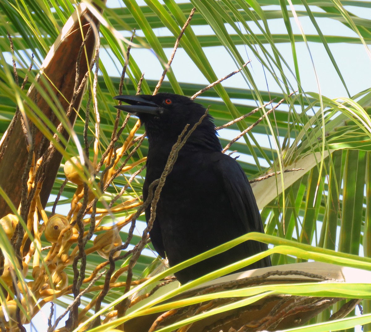 White-necked Crow - Gustavo A. Rodriguez