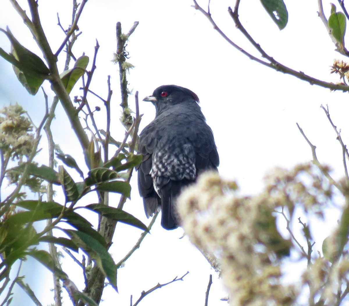 Red-crested Cotinga - Gustavo A. Rodriguez