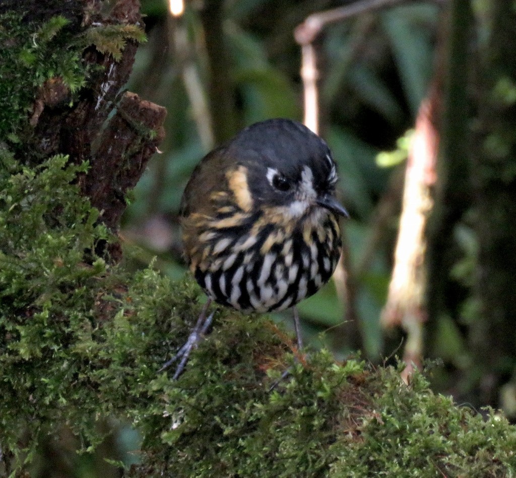Crescent-faced Antpitta - Gustavo A. Rodriguez