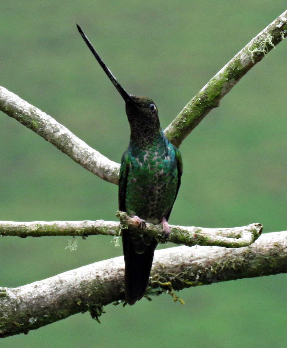 Sword-billed Hummingbird - Gustavo A. Rodriguez