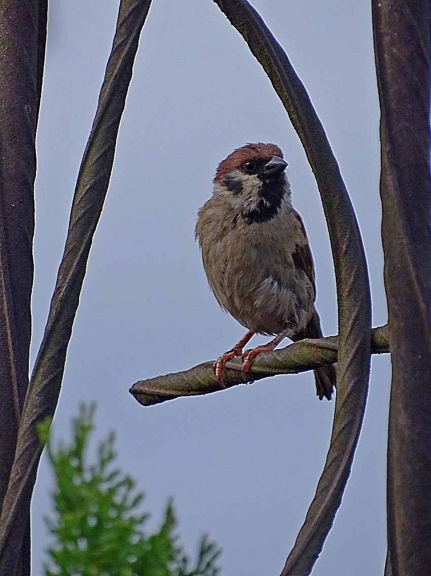 Eurasian Tree Sparrow - Jens Thalund