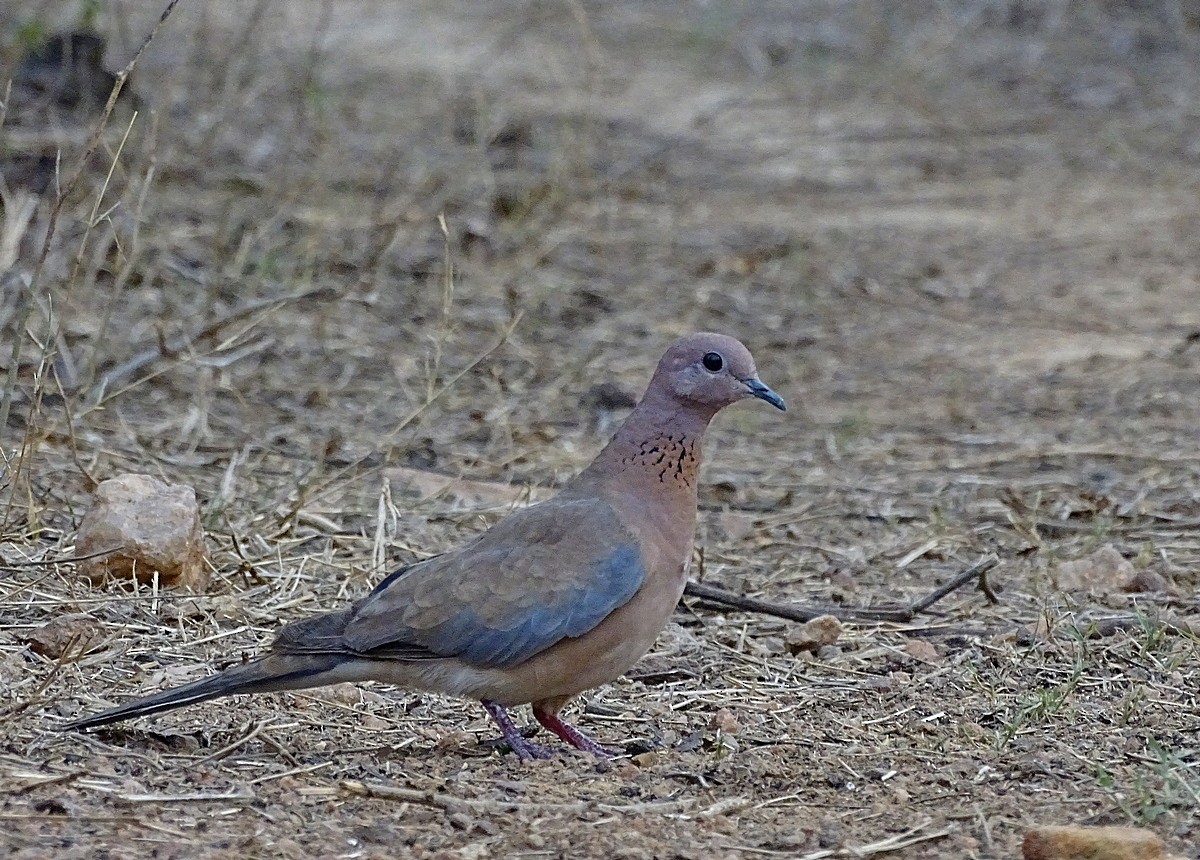 Laughing Dove - ML205534111