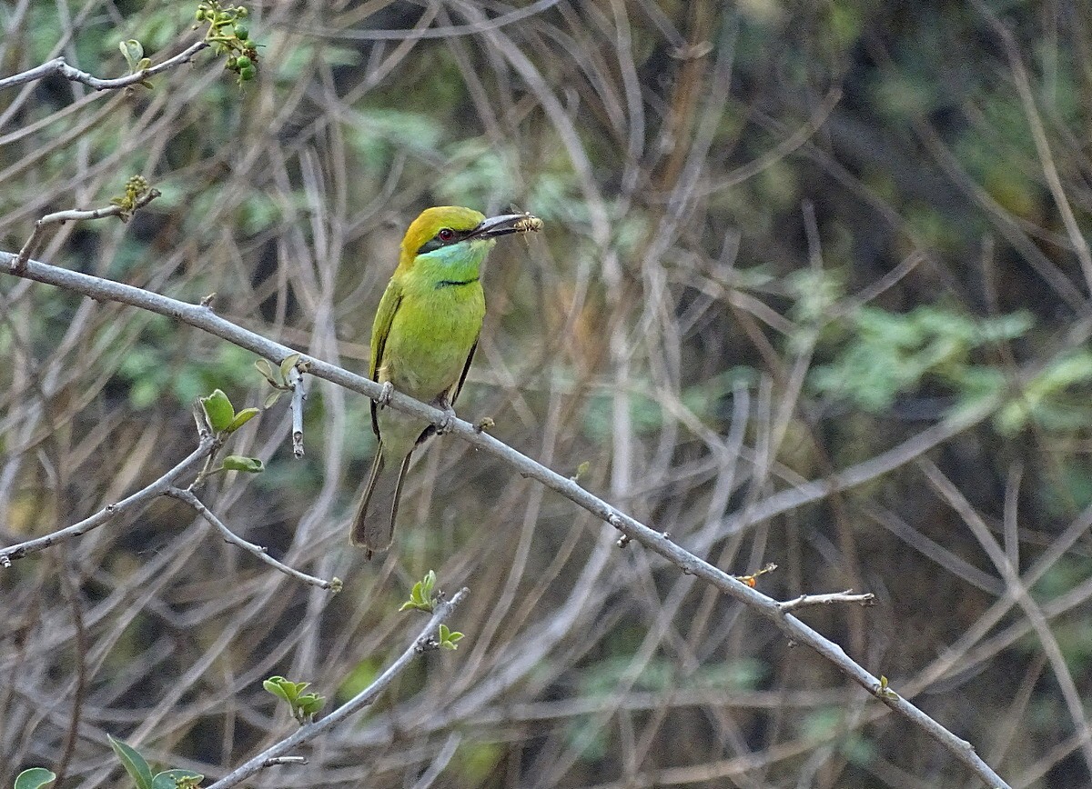 Asian Green Bee-eater - ML205534171