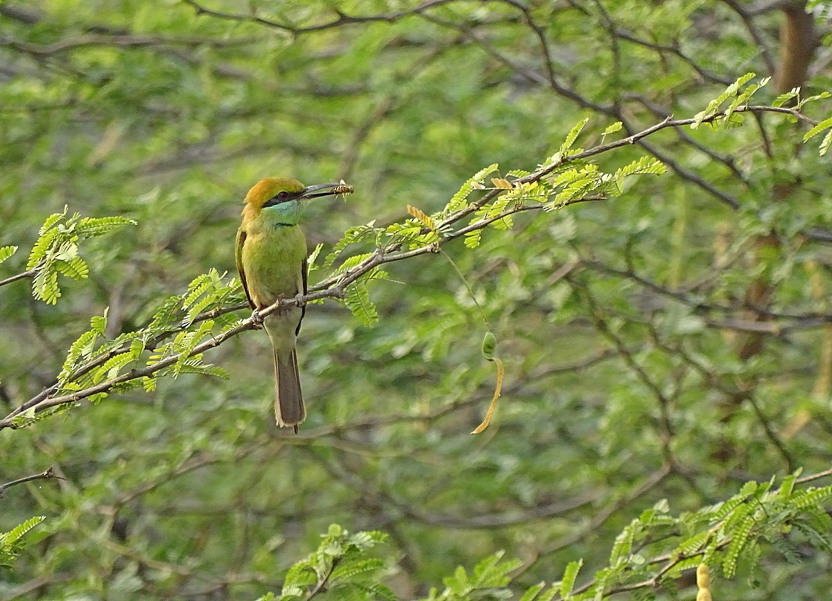 Asian Green Bee-eater - ML205534181
