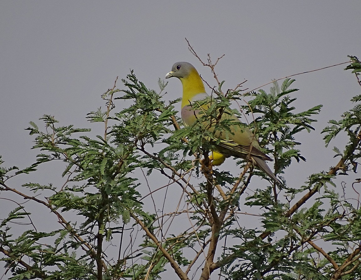 Yellow-footed Green-Pigeon - ML205534241