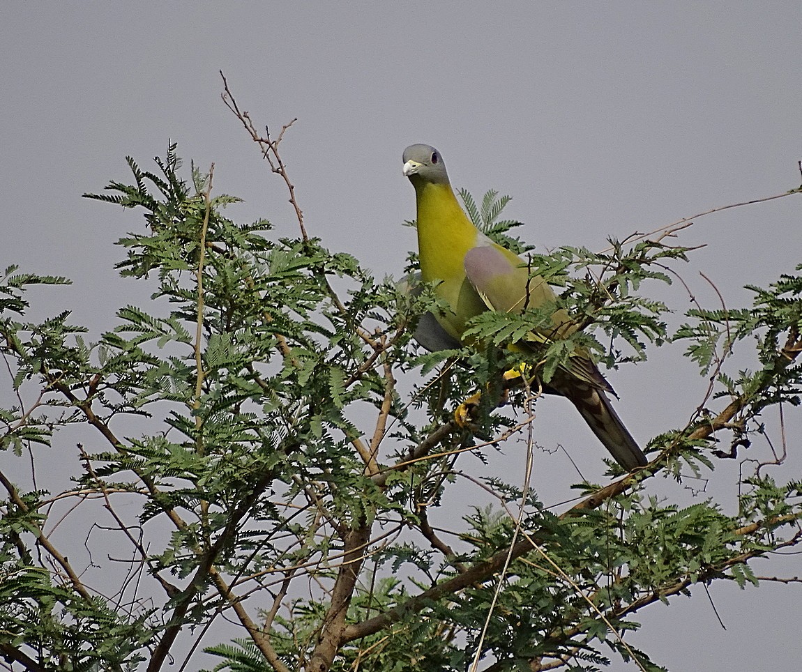 Yellow-footed Green-Pigeon - Jens Thalund