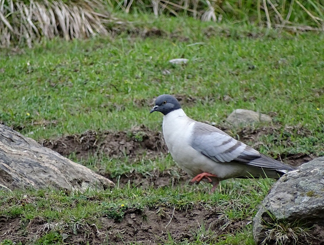 Snow Pigeon - Jens Thalund