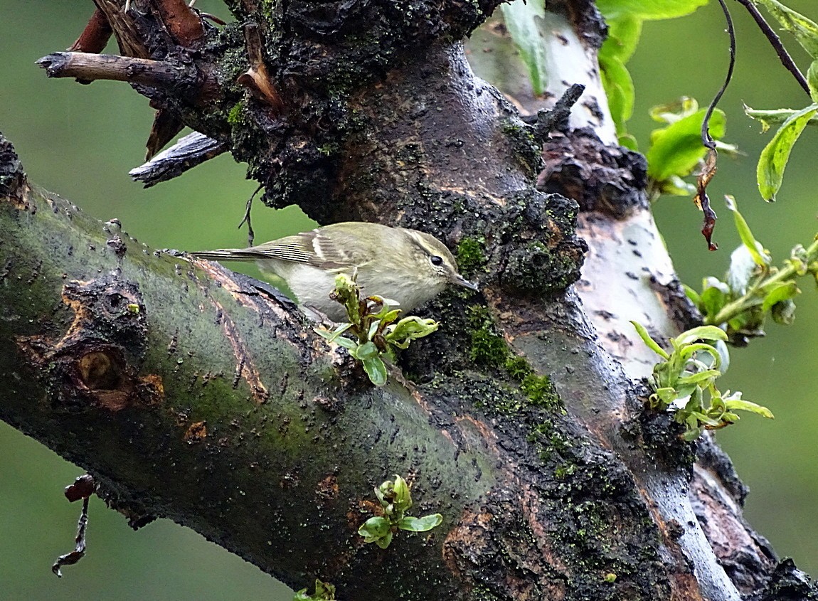 Hume's Warbler - ML205534411
