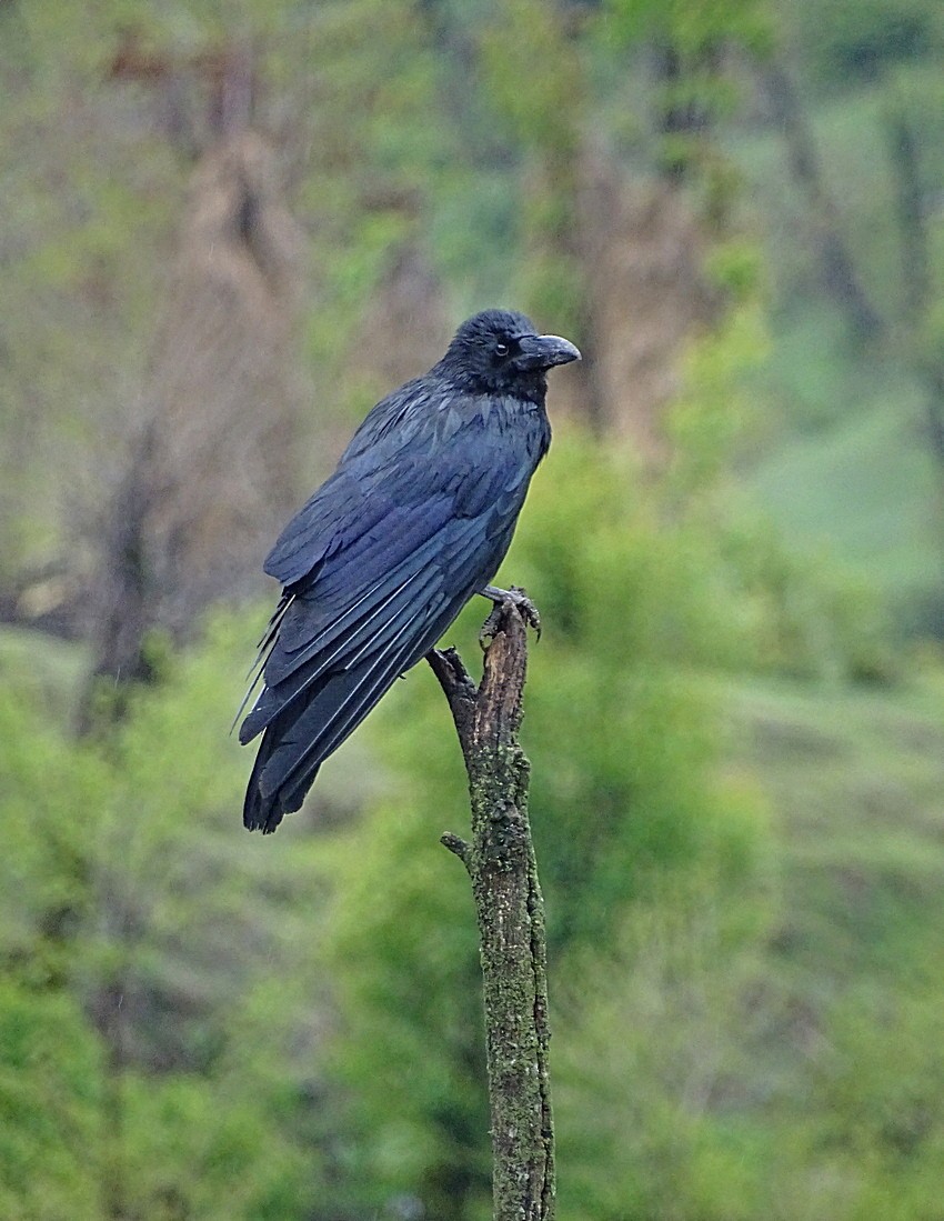 Large-billed Crow (Large-billed) - Jens Thalund