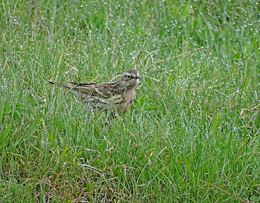 Rosy Pipit - Jens Thalund