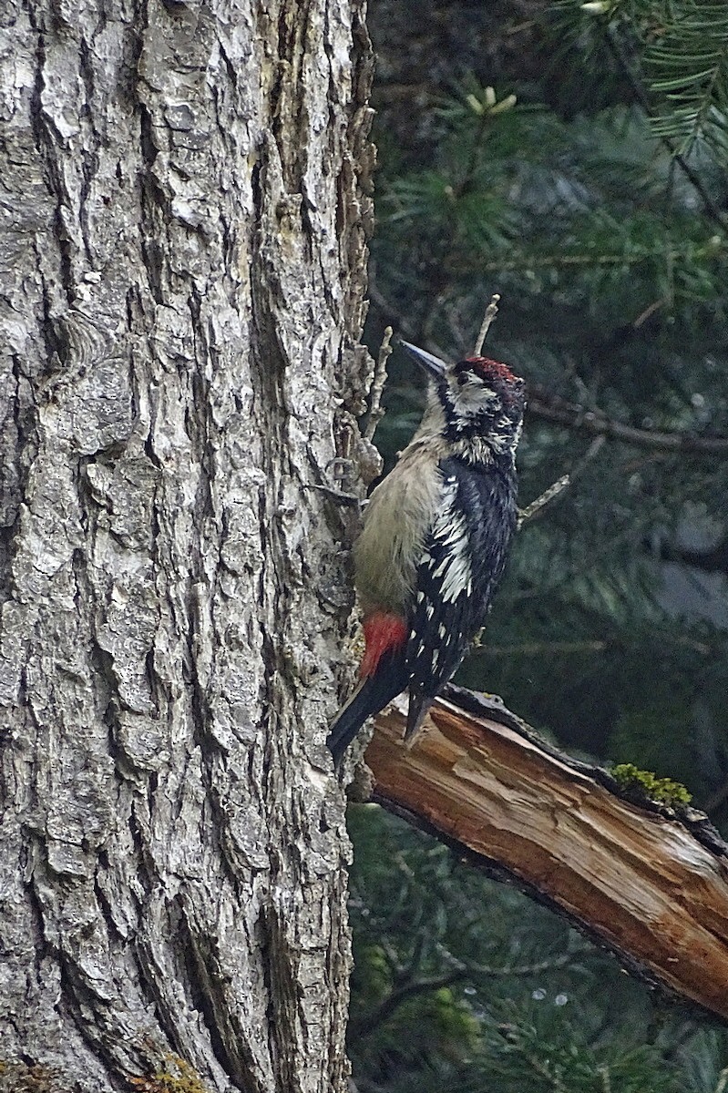 Himalayan Woodpecker - Jens Thalund