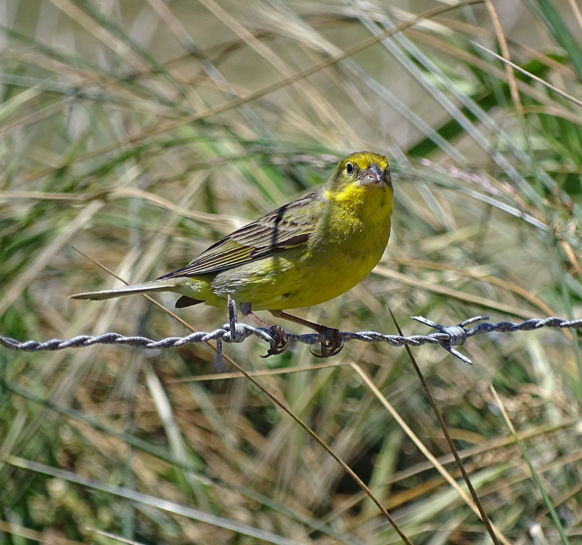 Grassland Yellow-Finch (Grassland) - Jens Thalund