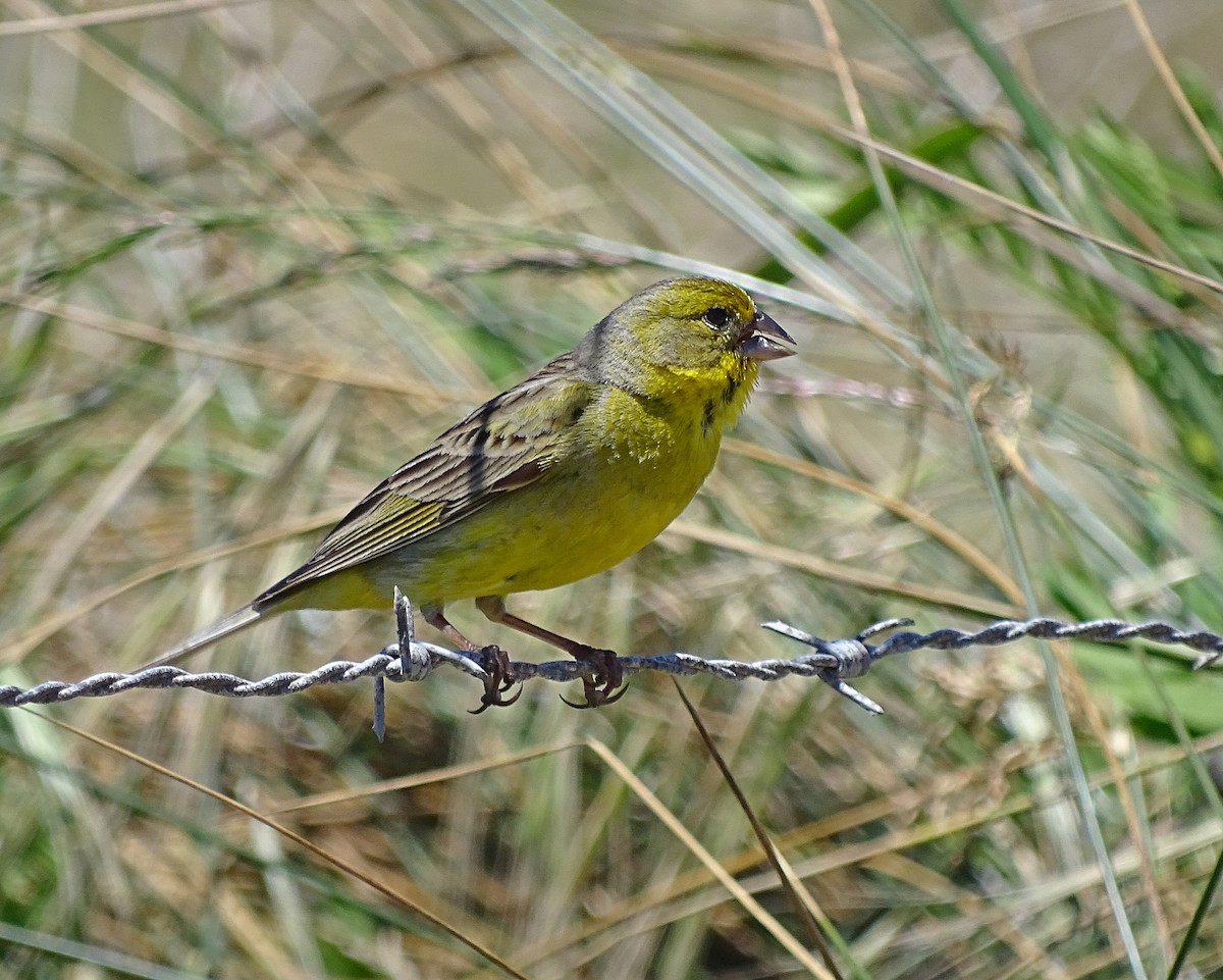 Grassland Yellow-Finch (Grassland) - Jens Thalund