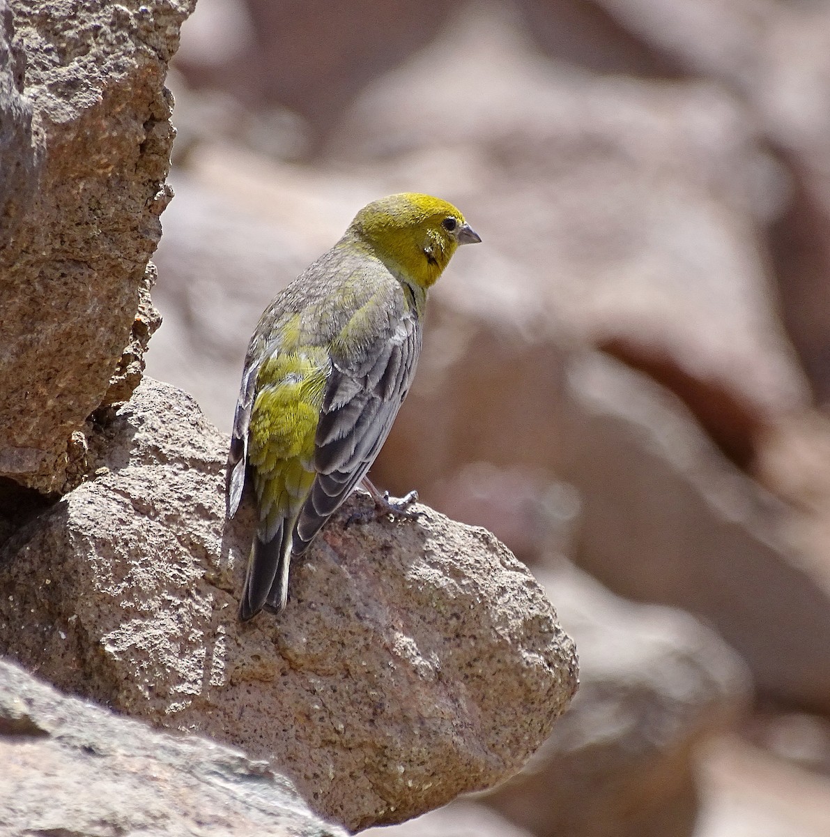 Greater Yellow-Finch - ML205535251