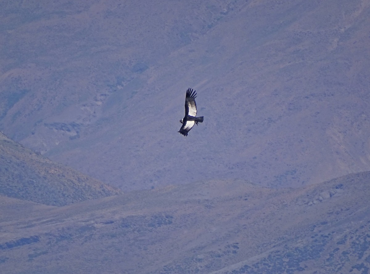 Andean Condor - Jens Thalund