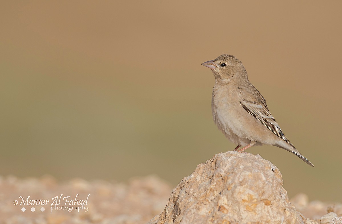 Pale Rockfinch - Mansur Al -Fahad