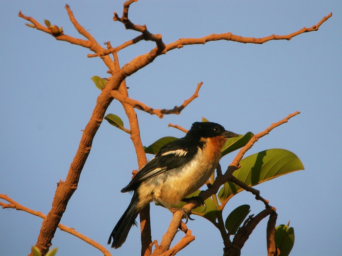 White-rumped Tanager - ML205535441