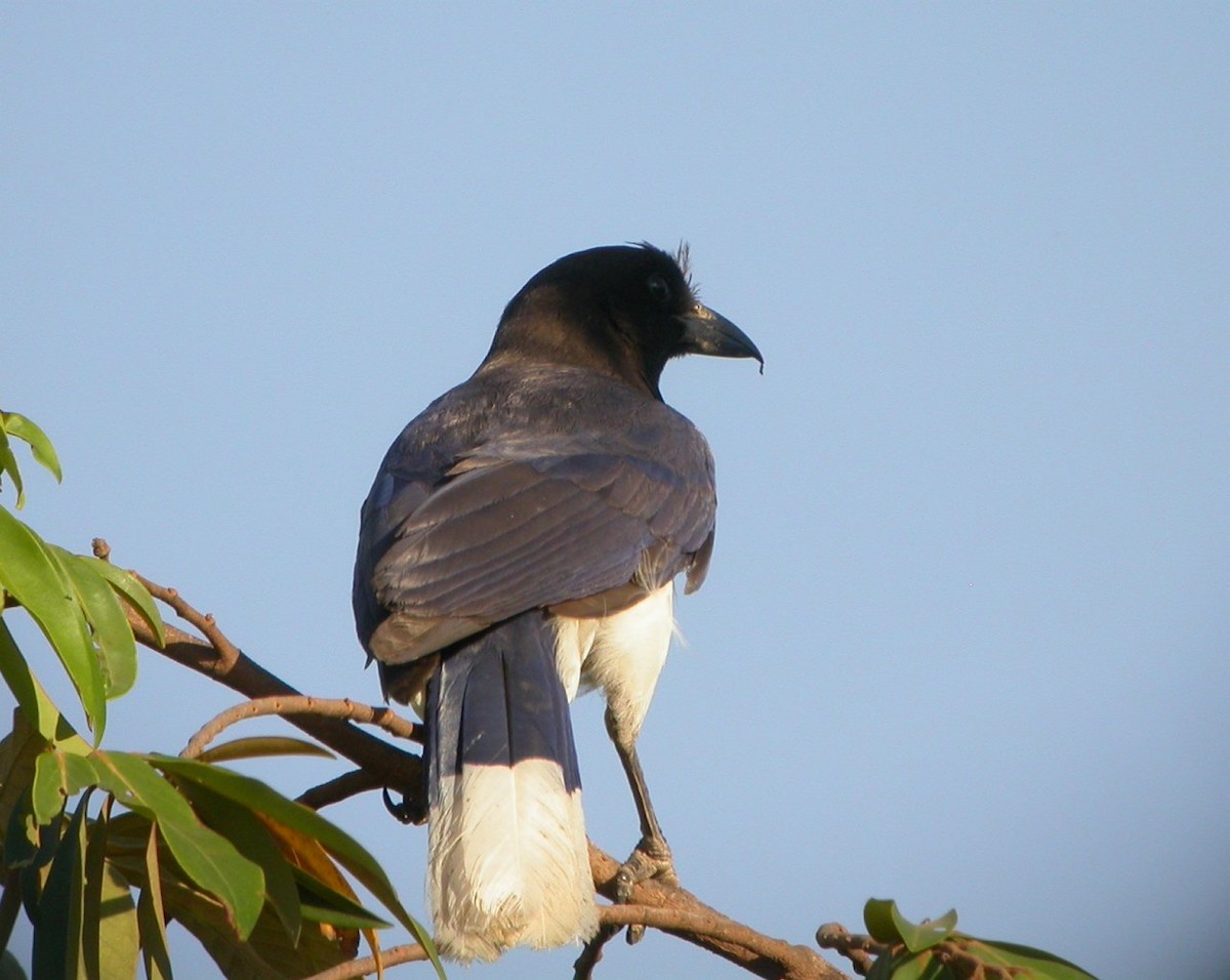 Curl-crested Jay - ML205535501