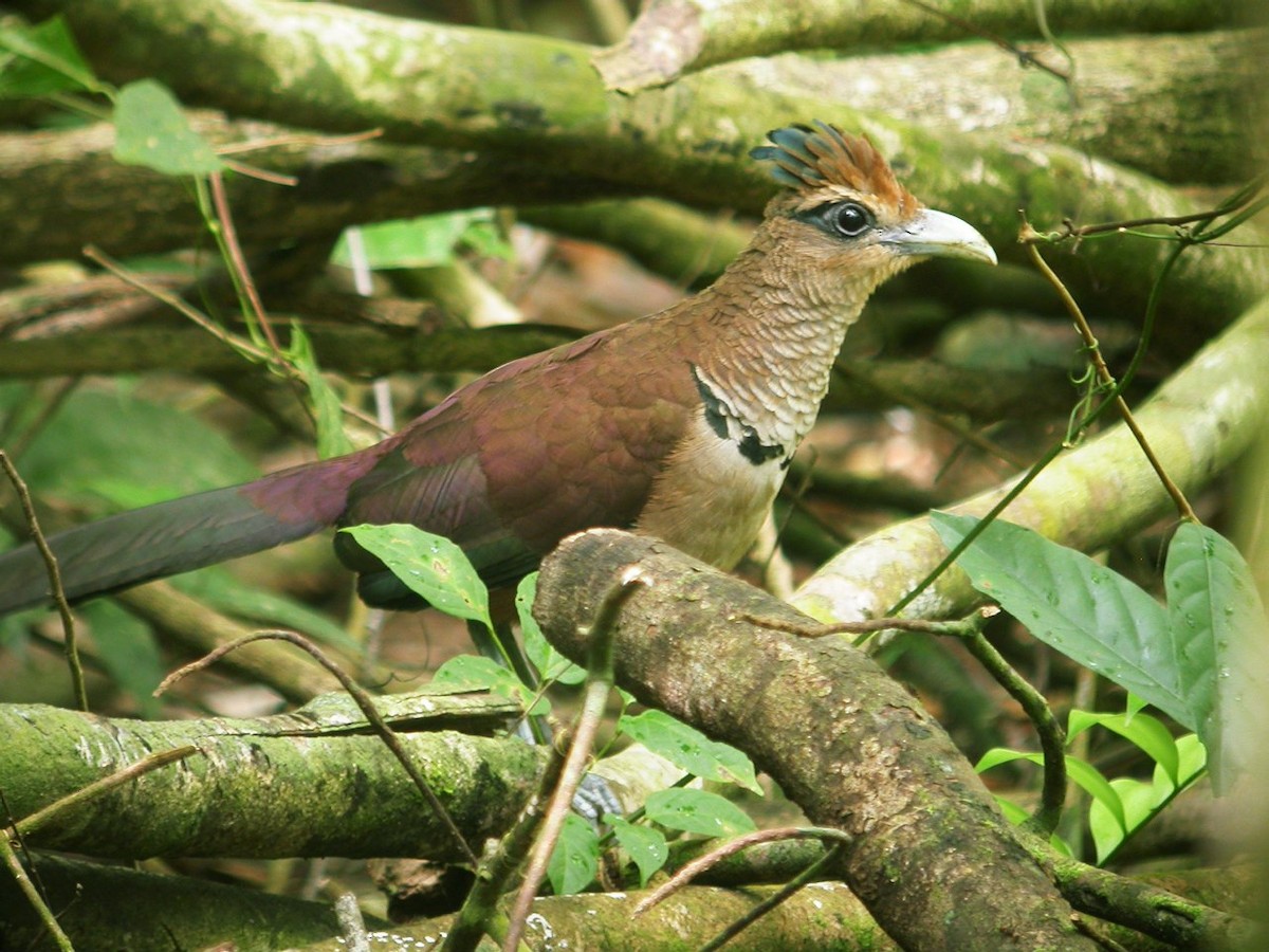 Rufous-vented Ground-Cuckoo - ALBERTO GARCIA