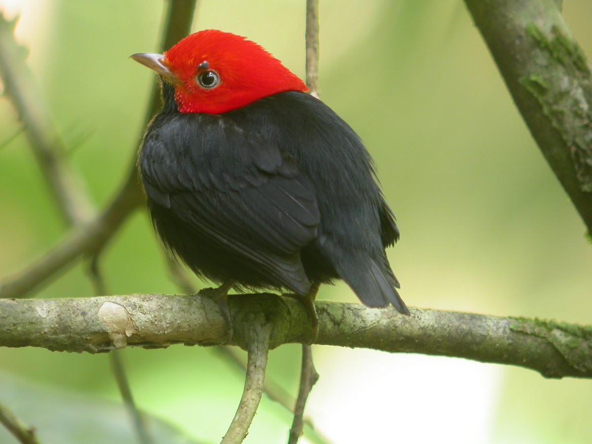 Red-capped Manakin - ML205535531