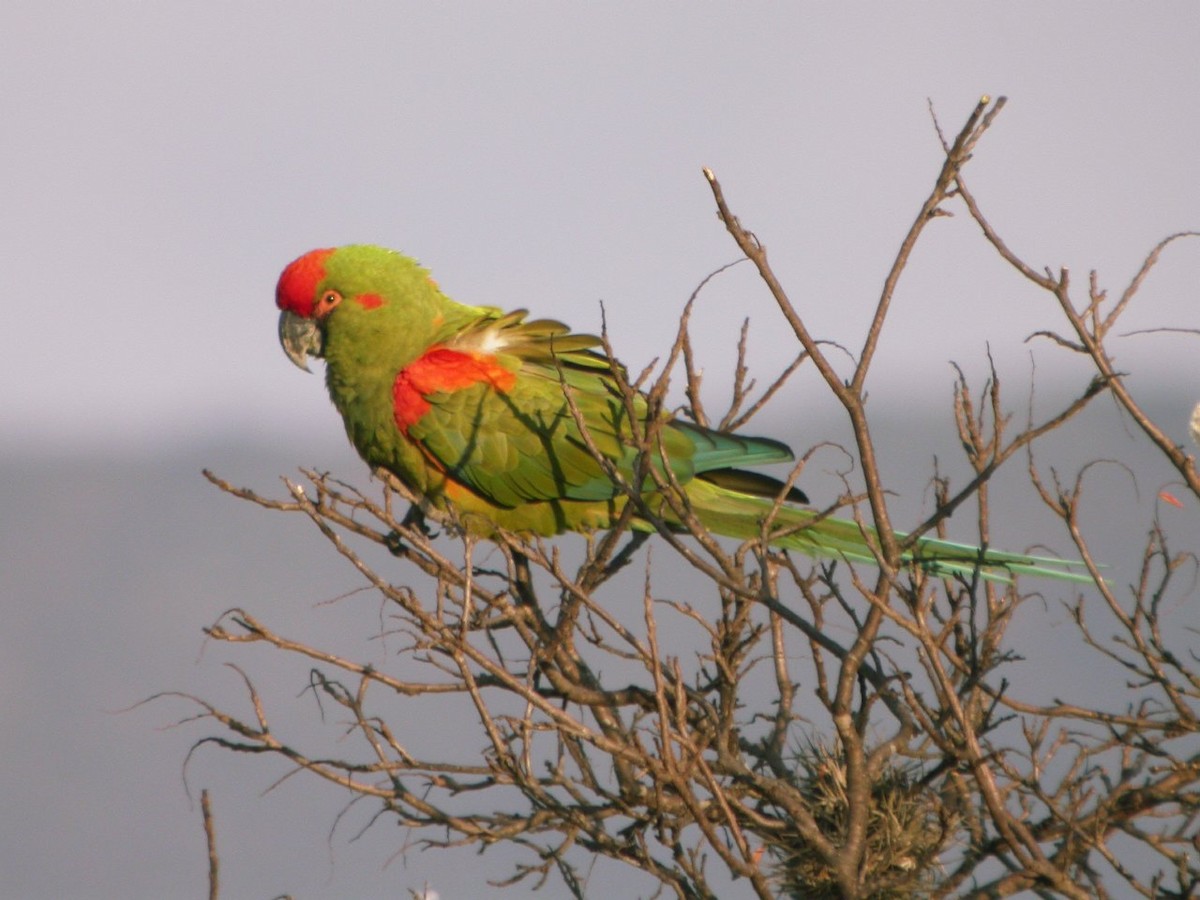 Red-fronted Macaw - ALBERTO GARCIA