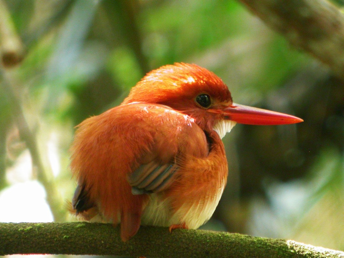 Madagascar Pygmy Kingfisher - ML205535581