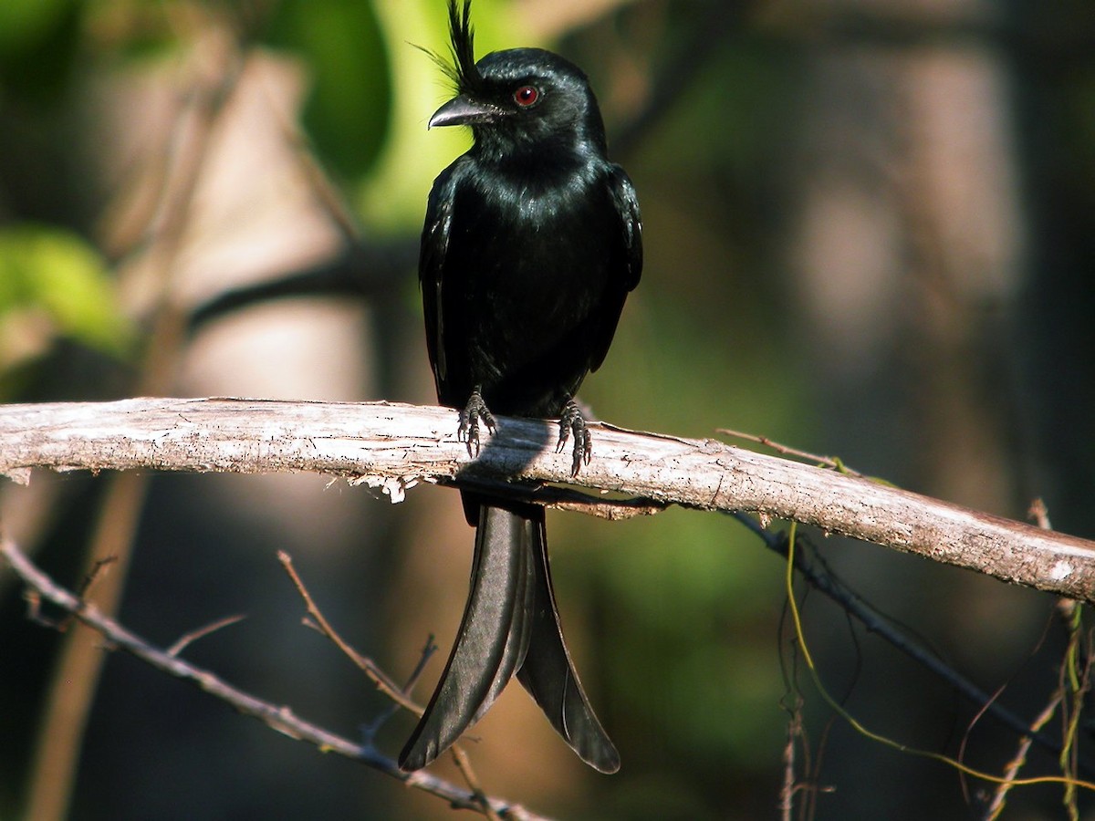 Crested Drongo (Madagascar) - ALBERTO GARCIA