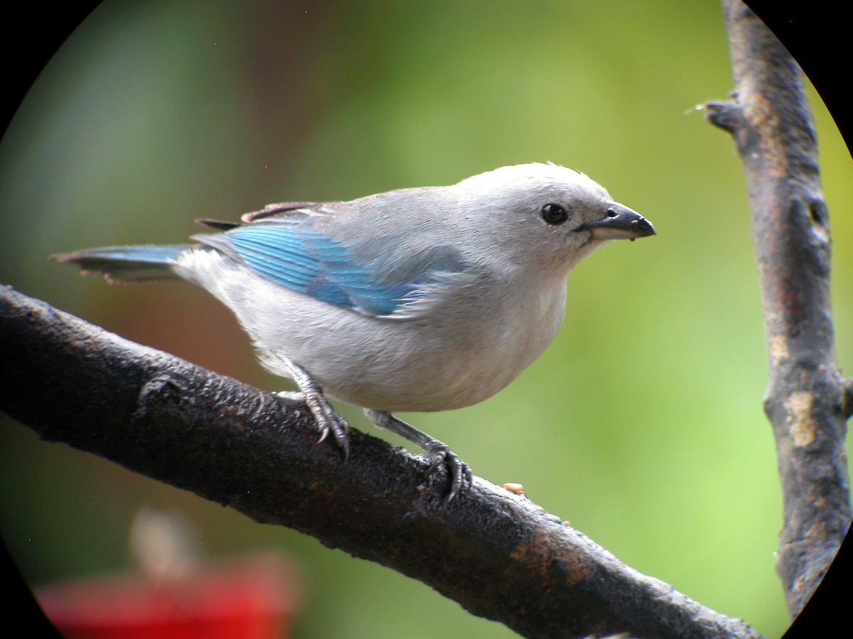 Blue-gray Tanager (Blue-gray) - ML205535721