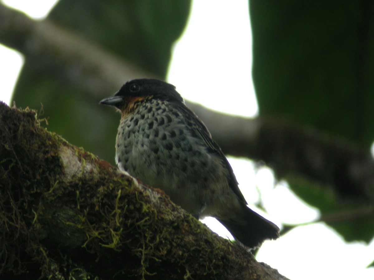 Rufous-throated Tanager - ML205535771