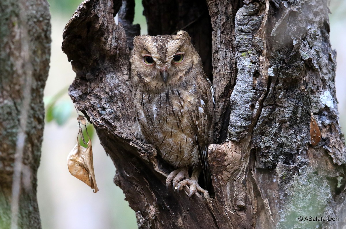 Madagascar Scops-Owl (Torotoroka) - ML205535931