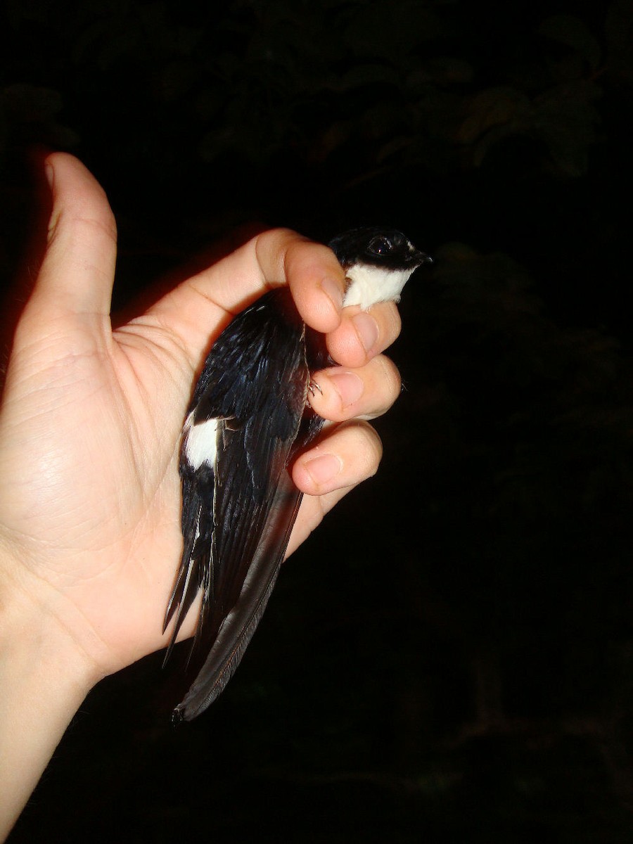 Lesser Swallow-tailed Swift - ML205536051