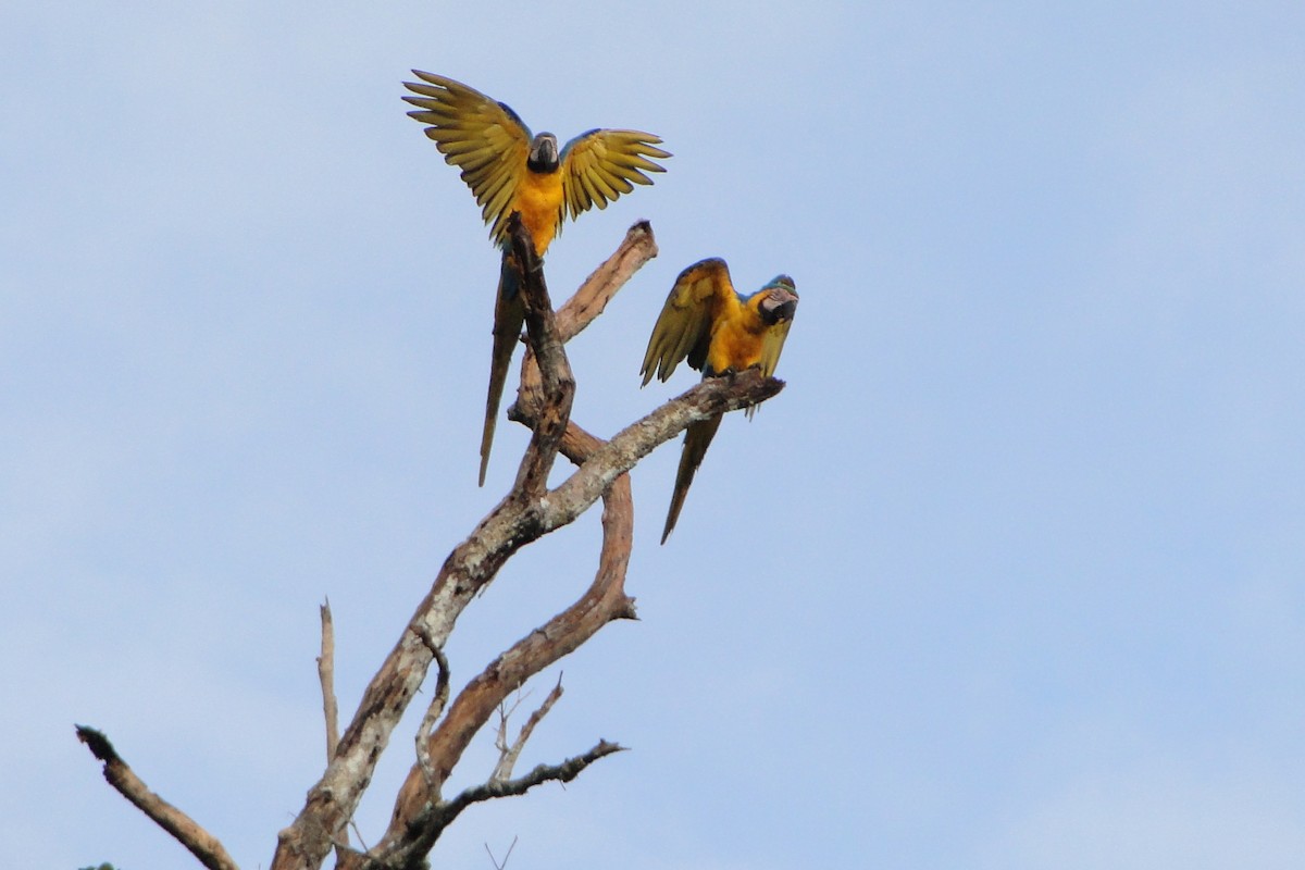 Blue-and-yellow Macaw - Carlos Otávio Gussoni