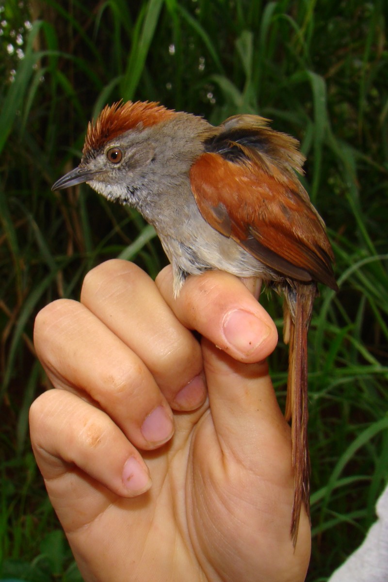 Sooty-fronted Spinetail - Carlos Otávio Gussoni