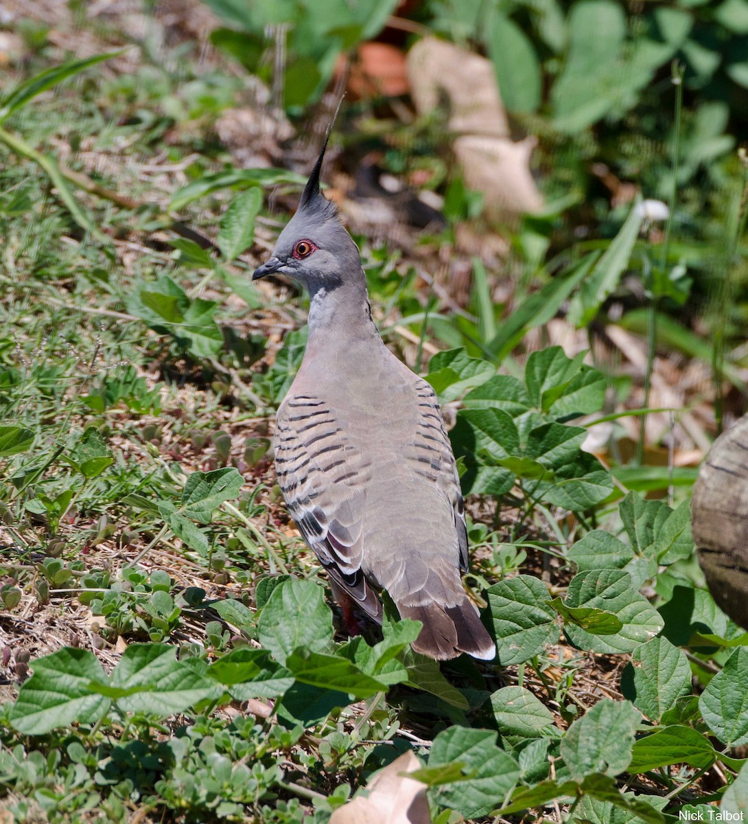 Crested Pigeon - ML205536951