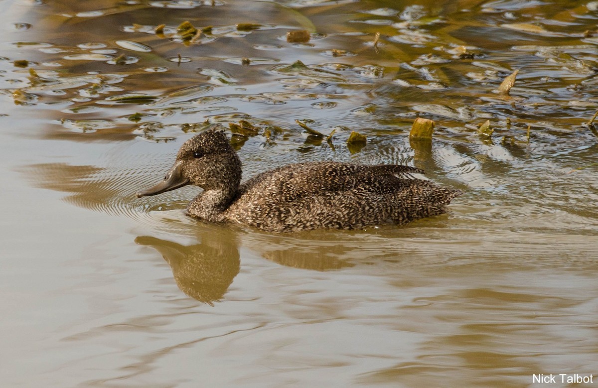 Freckled Duck - ML205536981
