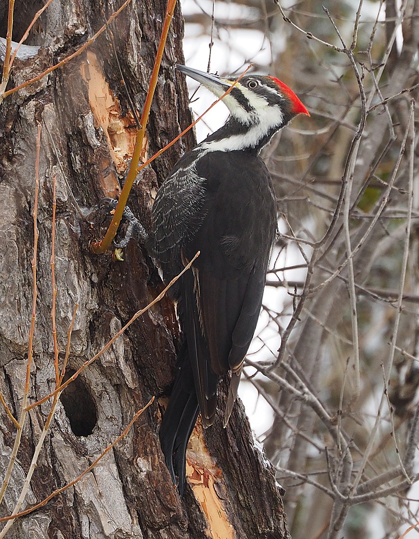 Pileated Woodpecker - Gordon Johnston