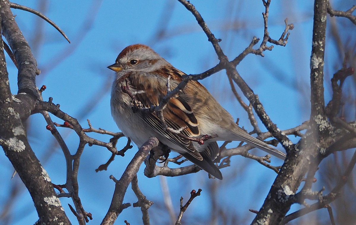 American Tree Sparrow - Gordon Johnston