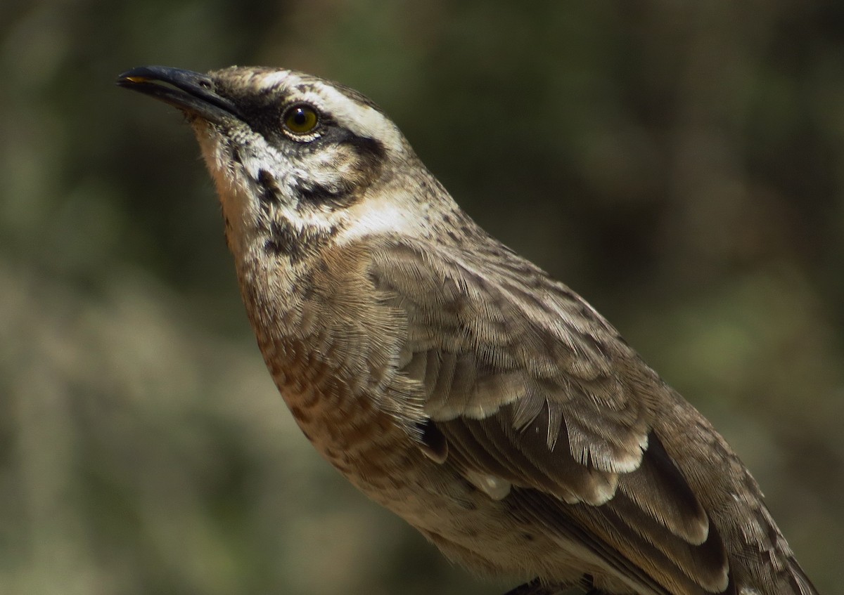 Long-tailed Mockingbird - Wim ten Have