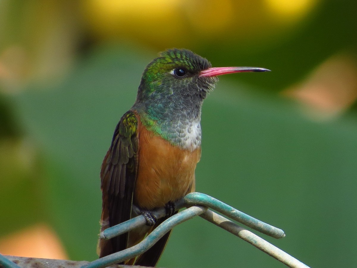 kolibřík Amazilin - ML205537611
