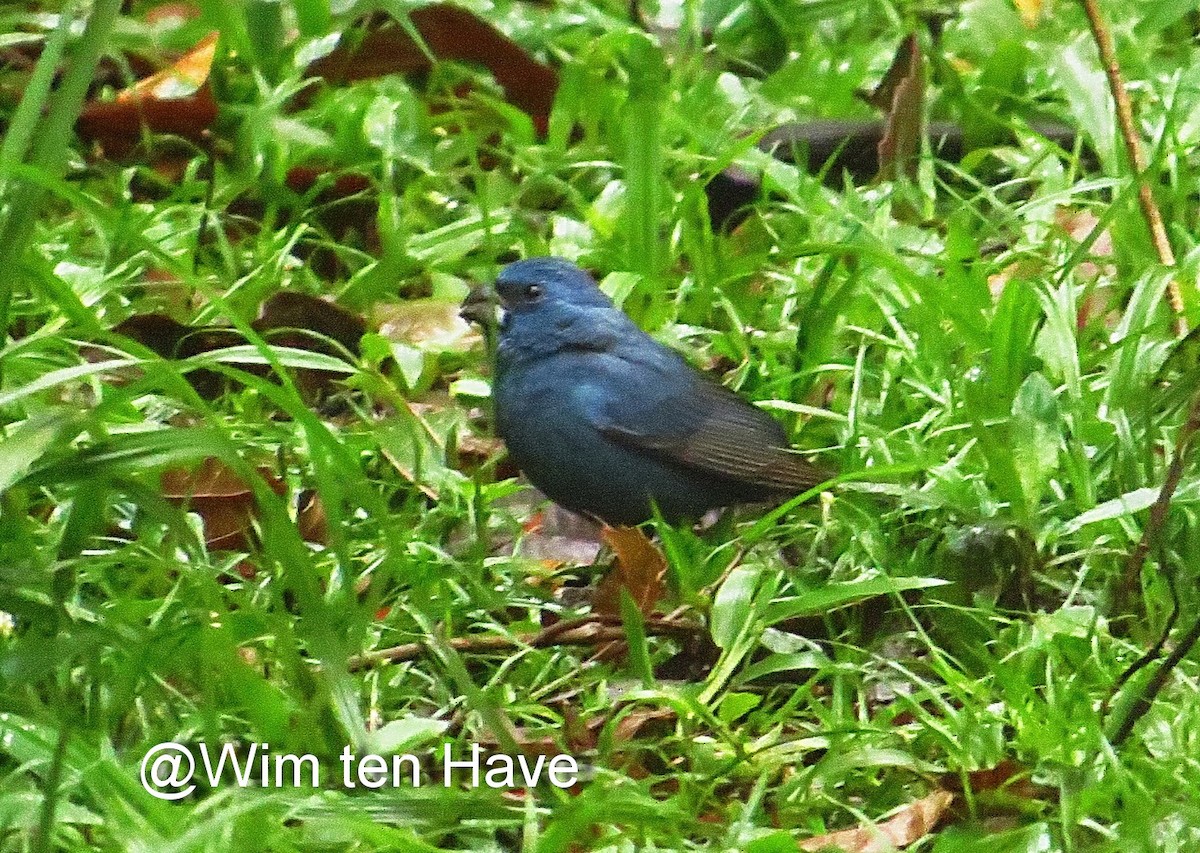 Blackish-blue Seedeater - Wim ten Have