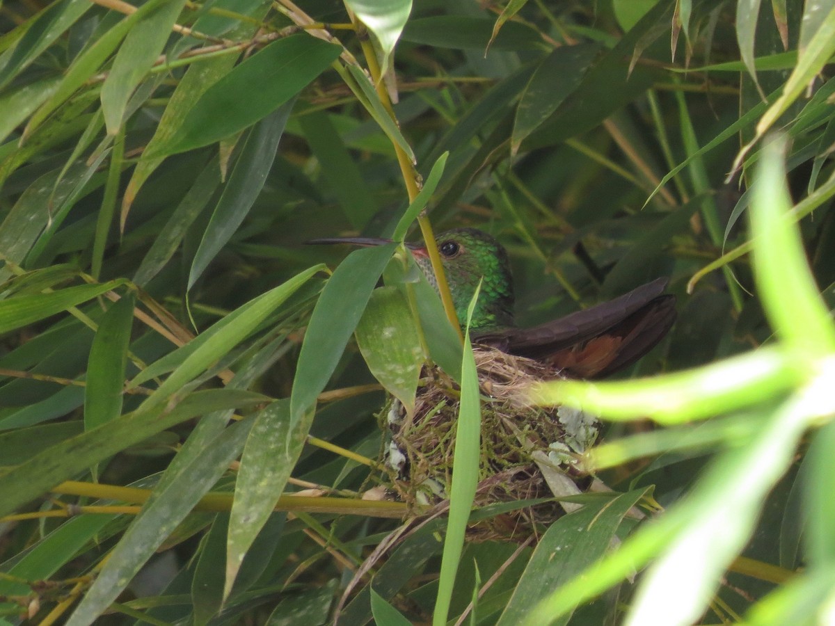 Rufous-tailed Hummingbird - ML20553771
