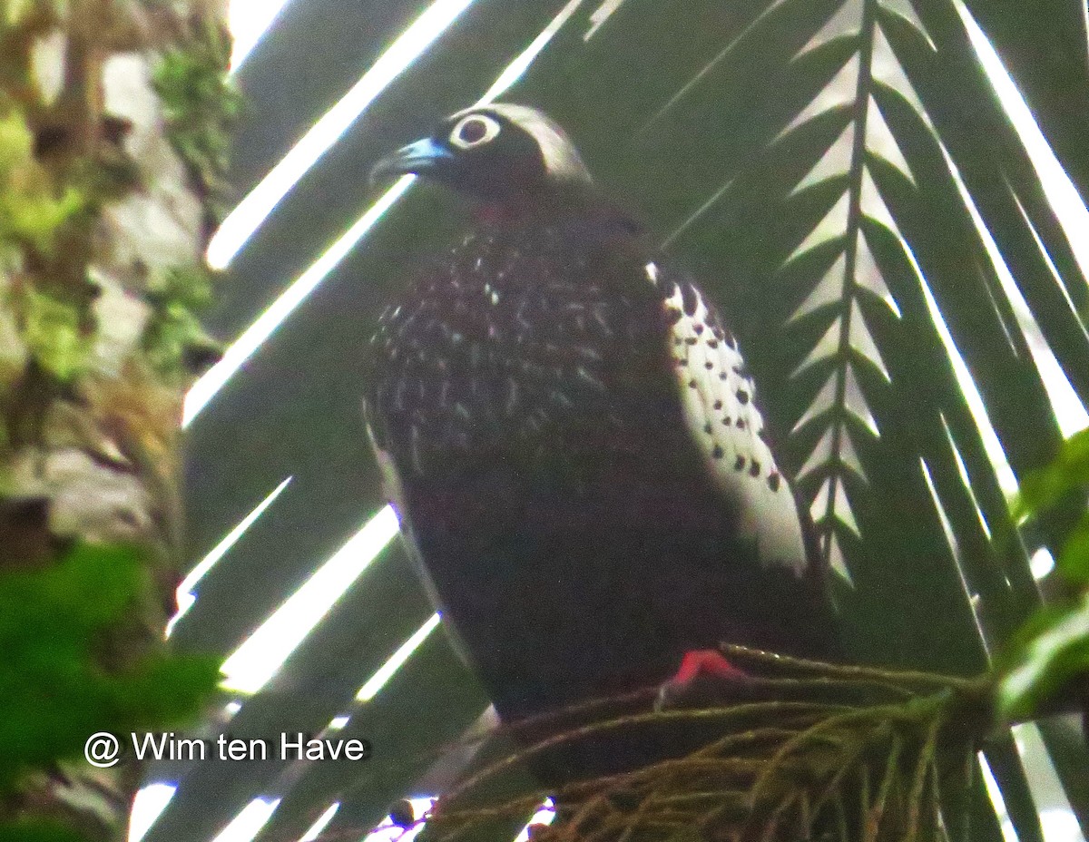 Black-fronted Piping-Guan - Wim ten Have