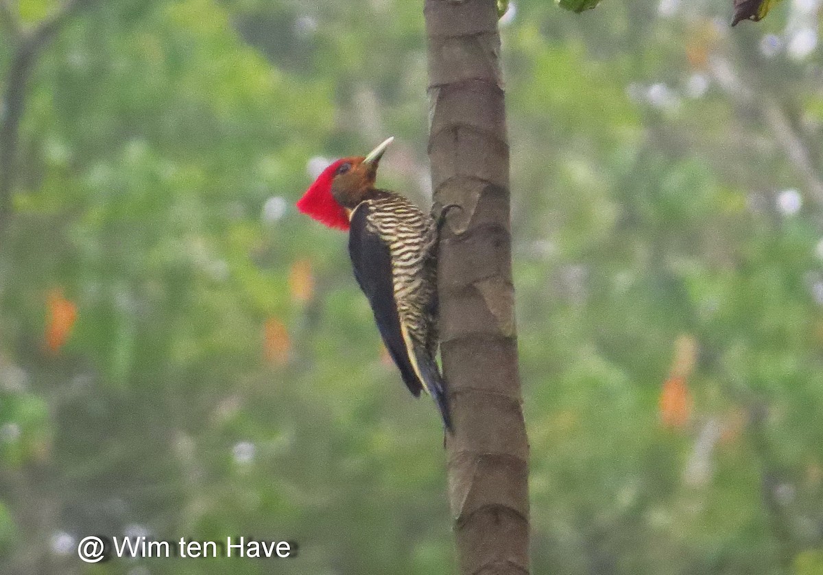 Helmeted Woodpecker - Wim ten Have